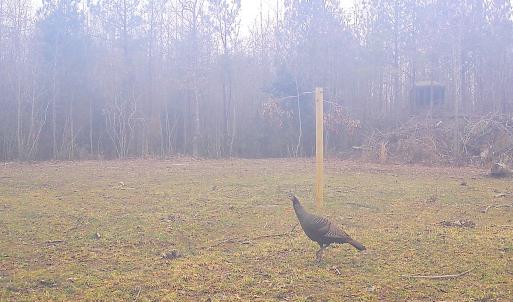 Photo #31 of SOLD property in Off Deer Ridge Rd, Spring Grove, VA 29.9 acres