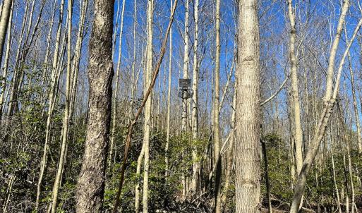 Photo #7 of SOLD property in Off Deer Ridge Rd, Spring Grove, VA 29.9 acres