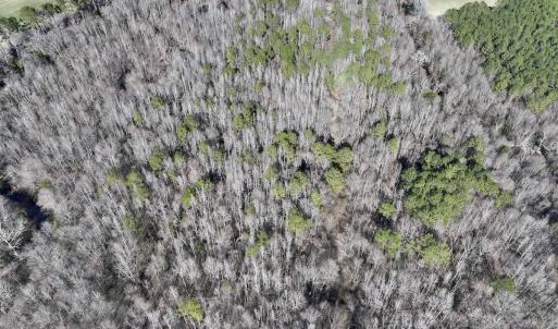 Photo #4 of SOLD property in 657 Collins Mill Rd, Castalia, NC 104.8 acres