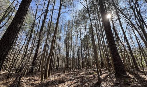 Photo #65 of SOLD property in 657 Collins Mill Rd, Castalia, NC 104.8 acres