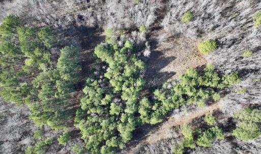 Photo #69 of SOLD property in 657 Collins Mill Rd, Castalia, NC 104.8 acres