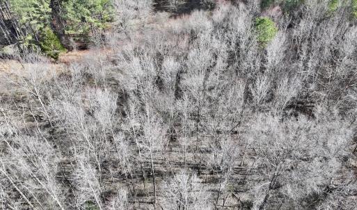 Photo #71 of SOLD property in 657 Collins Mill Rd, Castalia, NC 104.8 acres