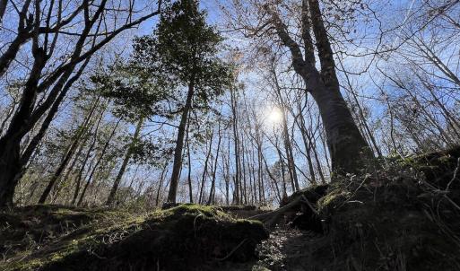 Photo #73 of SOLD property in 657 Collins Mill Rd, Castalia, NC 104.8 acres