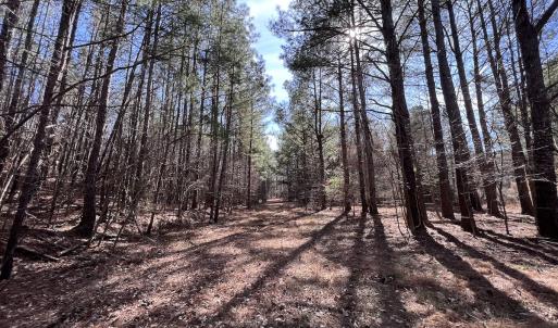 Photo #82 of SOLD property in 657 Collins Mill Rd, Castalia, NC 104.8 acres