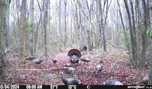 Photo #15 of Off Hwy 50, Rose Hill, NC 4.3 acres