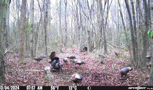 Photo #18 of Off Hwy 50, Rose Hill, NC 4.3 acres