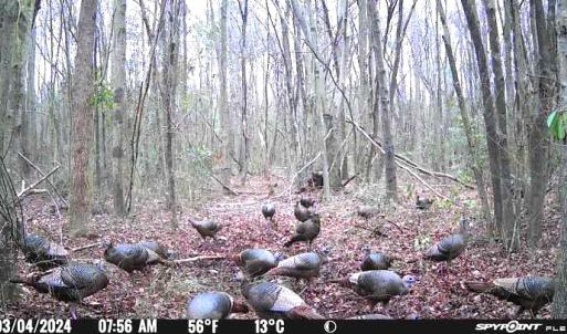 Photo #16 of Off Hwy 50, Rose Hill, NC 4.3 acres