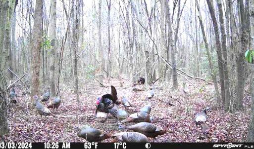 Photo #17 of Off Hwy 50, Rose Hill, NC 4.3 acres