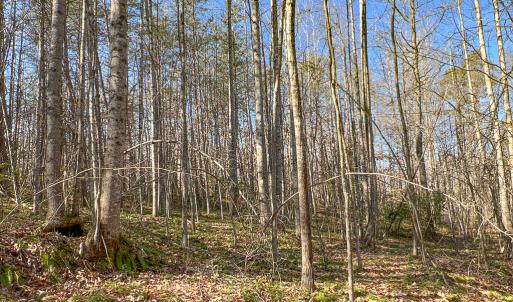 Photo #13 of SOLD property in Off Nannie Burton Road, Louisa, VA 63.1 acres
