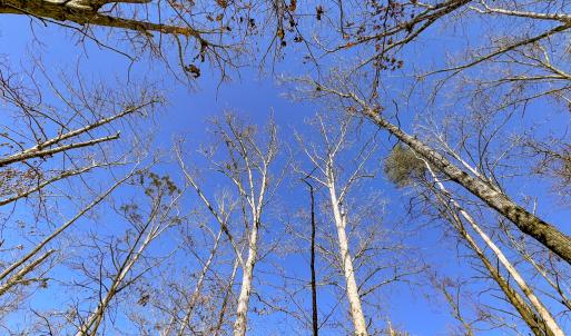 Photo #17 of SOLD property in Off Nannie Burton Road, Louisa, VA 63.1 acres