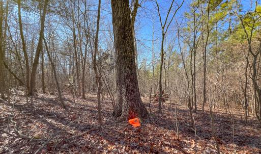 Photo #20 of SOLD property in Off Nannie Burton Road, Louisa, VA 63.1 acres