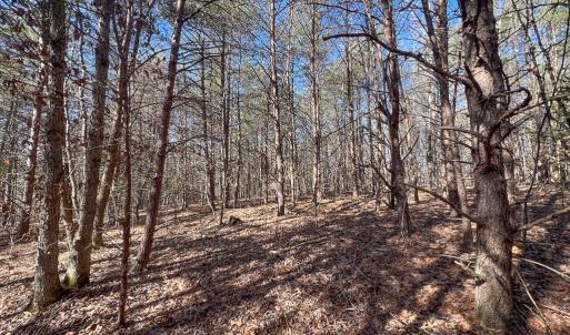 Photo #24 of SOLD property in Off Nannie Burton Road, Louisa, VA 63.1 acres