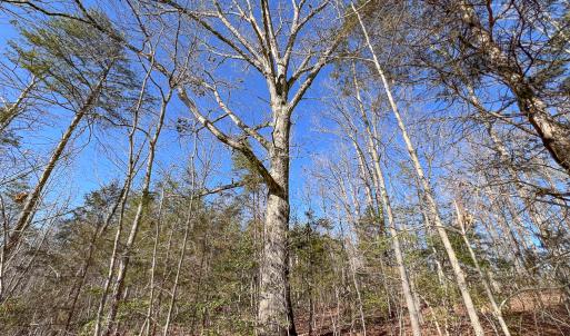 Photo #26 of SOLD property in Off Nannie Burton Road, Louisa, VA 63.1 acres