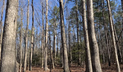 Photo #13 of SOLD property in 15908 Exter Mill Rd, Chesterfield, VA 12.3 acres