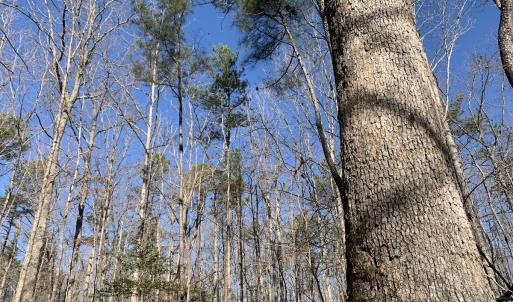 Photo #18 of SOLD property in 15908 Exter Mill Rd, Chesterfield, VA 12.3 acres