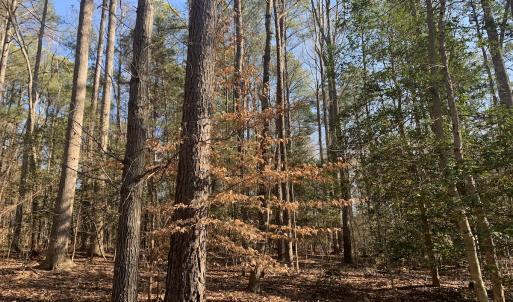Photo #23 of SOLD property in 15908 Exter Mill Rd, Chesterfield, VA 12.3 acres