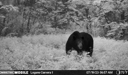 Photo #8 of SOLD property in Off Brush Mountain Trail , Covesville, VA 337.0 acres