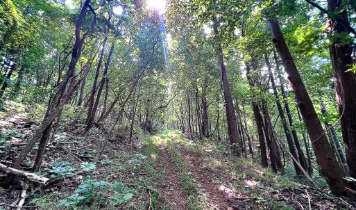 Photo #14 of SOLD property in Off Brush Mountain Trail , Covesville, VA 337.0 acres