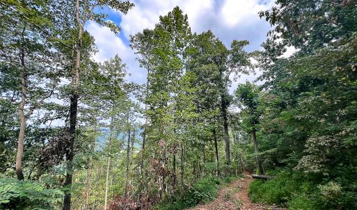 Photo #20 of SOLD property in Off Brush Mountain Trail , Covesville, VA 337.0 acres