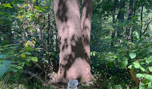 Photo #21 of SOLD property in Off Brush Mountain Trail , Covesville, VA 337.0 acres