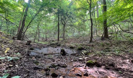 Photo #22 of SOLD property in Off Brush Mountain Trail , Covesville, VA 337.0 acres