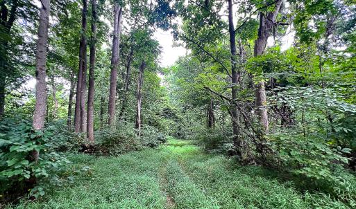 Photo #23 of SOLD property in Off Brush Mountain Trail , Covesville, VA 337.0 acres