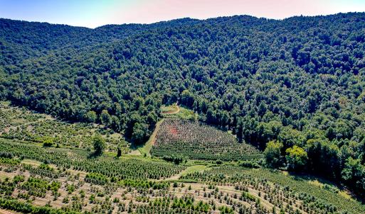 Photo #29 of SOLD property in Off Brush Mountain Trail , Covesville, VA 337.0 acres