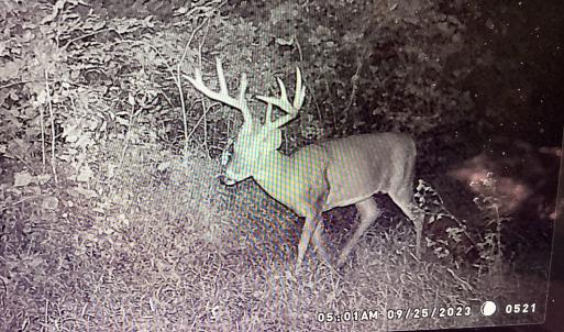 Photo #33 of SOLD property in Off Brush Mountain Trail , Covesville, VA 337.0 acres