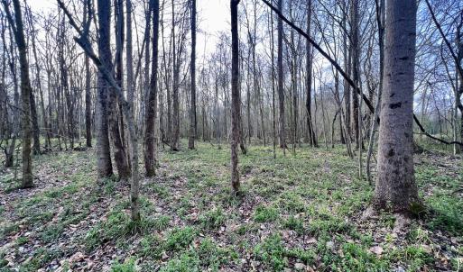 Photo #16 of Off Dixon Rd, Chocowinity, NC 67.6 acres