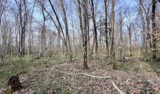 Photo #17 of Off Dixon Rd, Chocowinity, NC 67.6 acres
