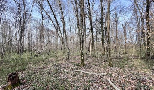 Photo #17 of Off Dixon Rd, Chocowinity, NC 67.6 acres