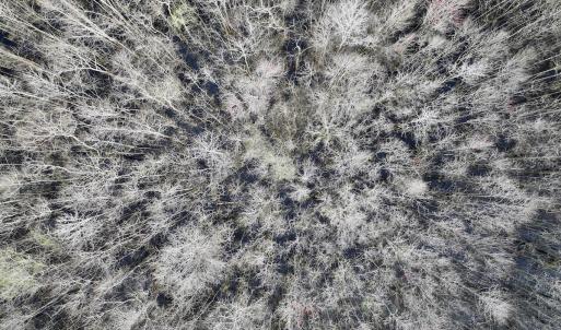 Photo #18 of Off Dixon Rd, Chocowinity, NC 67.6 acres