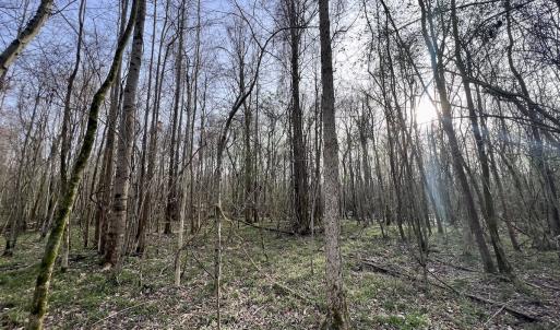 Photo #5 of Off Dixon Rd, Chocowinity, NC 67.6 acres