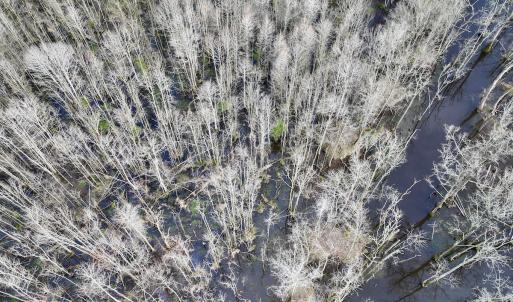 Photo #8 of Off Dixon Rd, Chocowinity, NC 67.6 acres