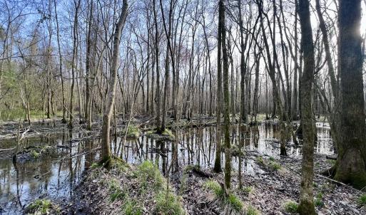 Photo #10 of Off Dixon Rd, Chocowinity, NC 67.6 acres