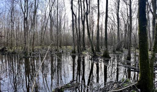 Photo #21 of Off Dixon Rd, Chocowinity, NC 67.6 acres