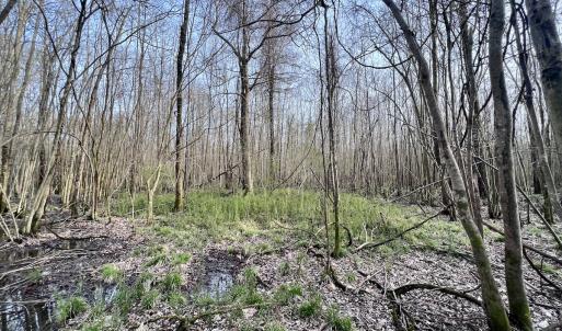 Photo #22 of Off Dixon Rd, Chocowinity, NC 67.6 acres