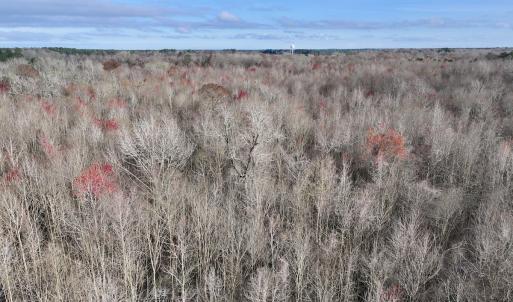 Photo #23 of Off Dixon Rd, Chocowinity, NC 67.6 acres
