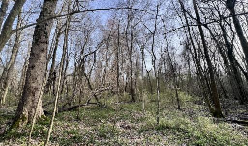 Photo #27 of Off Dixon Rd, Chocowinity, NC 67.6 acres