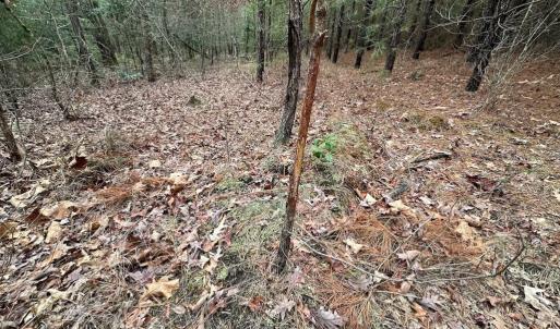 Photo #5 of SOLD property in Off Hilltop Lane, Skippers, VA 70.3 acres
