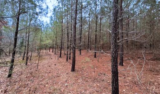 Photo #16 of SOLD property in Off Hilltop Lane, Skippers, VA 70.3 acres