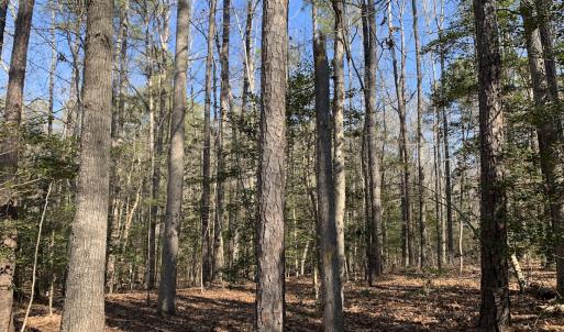 Photo #12 of SOLD property in 16024, 16118, & 16116 Exter Mill Rd, Chesterfield, VA 18.4 acres