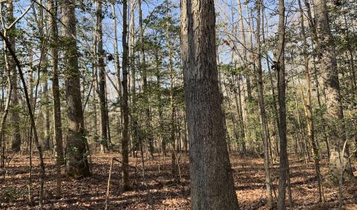 Photo #16 of SOLD property in 16024, 16118, & 16116 Exter Mill Rd, Chesterfield, VA 18.4 acres