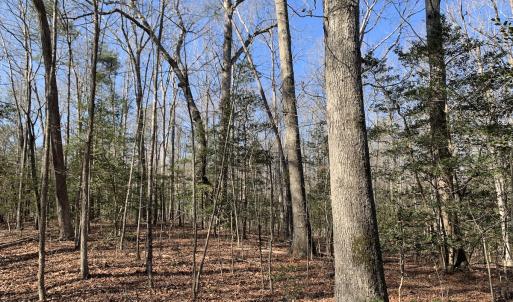 Photo #17 of SOLD property in 16024, 16118, & 16116 Exter Mill Rd, Chesterfield, VA 18.4 acres