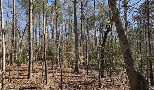 Photo #20 of SOLD property in 16024, 16118, & 16116 Exter Mill Rd, Chesterfield, VA 18.4 acres