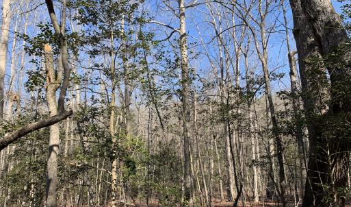 Photo #21 of SOLD property in 16024, 16118, & 16116 Exter Mill Rd, Chesterfield, VA 18.4 acres
