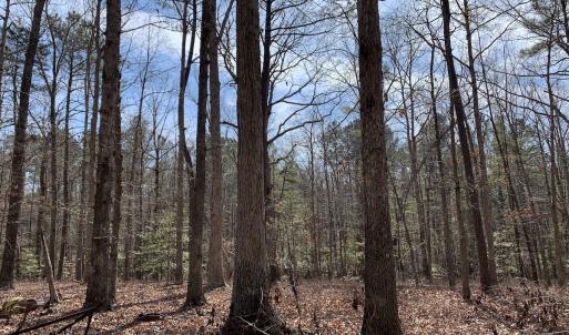 Photo #28 of SOLD property in 16024, 16118, & 16116 Exter Mill Rd, Chesterfield, VA 18.4 acres