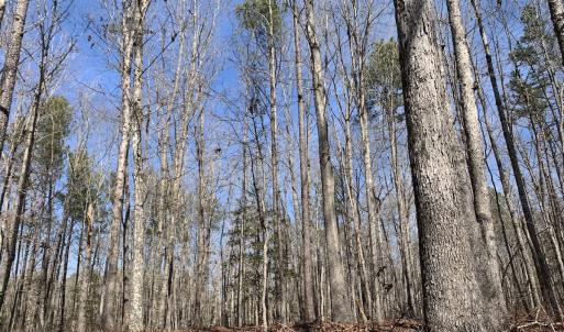 Photo #29 of SOLD property in 16024, 16118, & 16116 Exter Mill Rd, Chesterfield, VA 18.4 acres