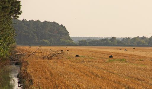 Photo #16 of SOLD property in Off North Lake Rd, Fairfield, NC 11,600.0 acres
