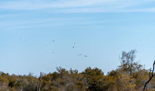 Photo #23 of SOLD property in Off North Lake Rd, Fairfield, NC 11,600.0 acres